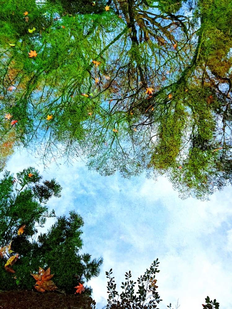 お出かけ先の画像 by ゆずさん | お出かけ先と日常の風景と池山水源と癒しと綺麗と苔(こけ)と緑のある風景と水鏡と青空と澄んだ水