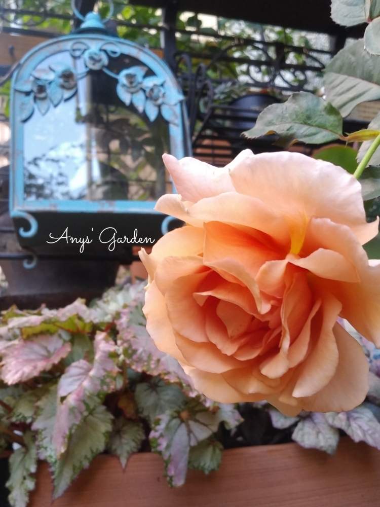 小さな庭の画像 by ANYさん | 小さな庭とバラ・ジュリアと庭の風景と嬉しいな♡と薔薇に魅せられてとレックス・ベゴニアと癒しとおきにいり ♡と薔薇のある暮らし♡と薔薇ジュリアと秋薔薇と花のある暮らしと薔薇♪と咲いた!