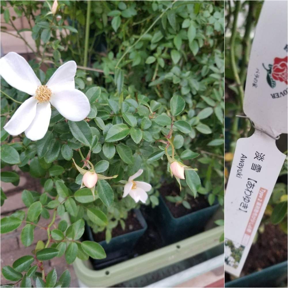 小さな庭の画像 by ニワバラベラバラさん | 小さな庭と淡雪とばら バラ 薔薇とプレミアム培養土と培養土を考える倶楽部と薔薇に魅せられてと一重咲きとバラの家と薔薇のある暮らし♡とバラ 鉢植えと花ちゃん培養土と鉢ロザリアンと花のある暮らしとお花のある生活と白い花と薔薇♪とばら 薔薇 バラとバラ・ミニバラ