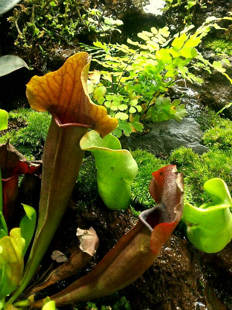 お出かけ先の画像 by non*noさん | お出かけ先と食虫植物とサラセニアと北海道と瓶子草