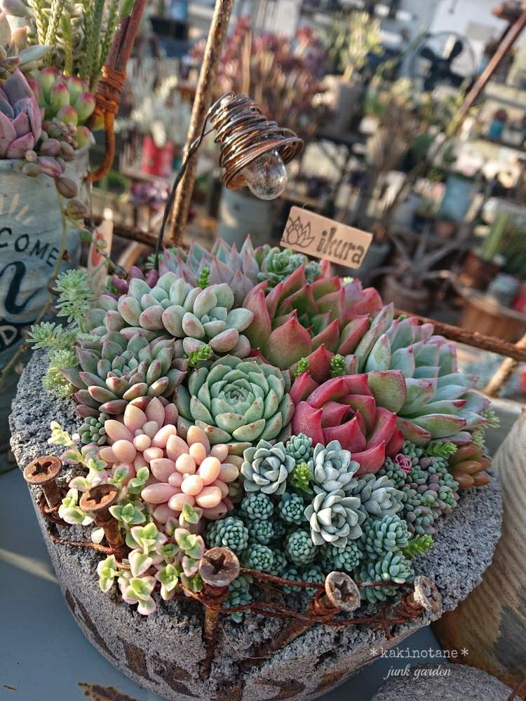 小さな庭の画像 by ✻カキノタネ✻さん | 小さな庭と『秋の紅葉多肉』フォトコンテストと多肉植物と癒される♡とikuraチャンコンクリ鉢と寄せ植えとjunkとikuraチャン寄せ植えと紅葉(こうよう)とミノムシ電球ピックと大好き♥️ともりもりと可愛い♡