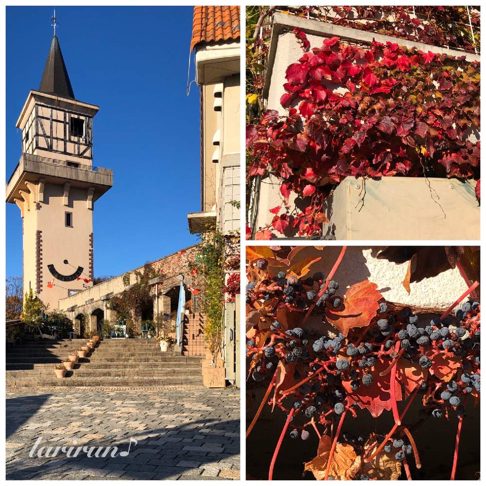 の画像 by らりるん♪さん | ナツヅタとナツヅタの実とハイジの村と紅葉(こうよう)と山梨県と洋風テイストとボタニカルスポット2019秋とつる性植物とブドウ科とツタ属とブドウ科ツタ属