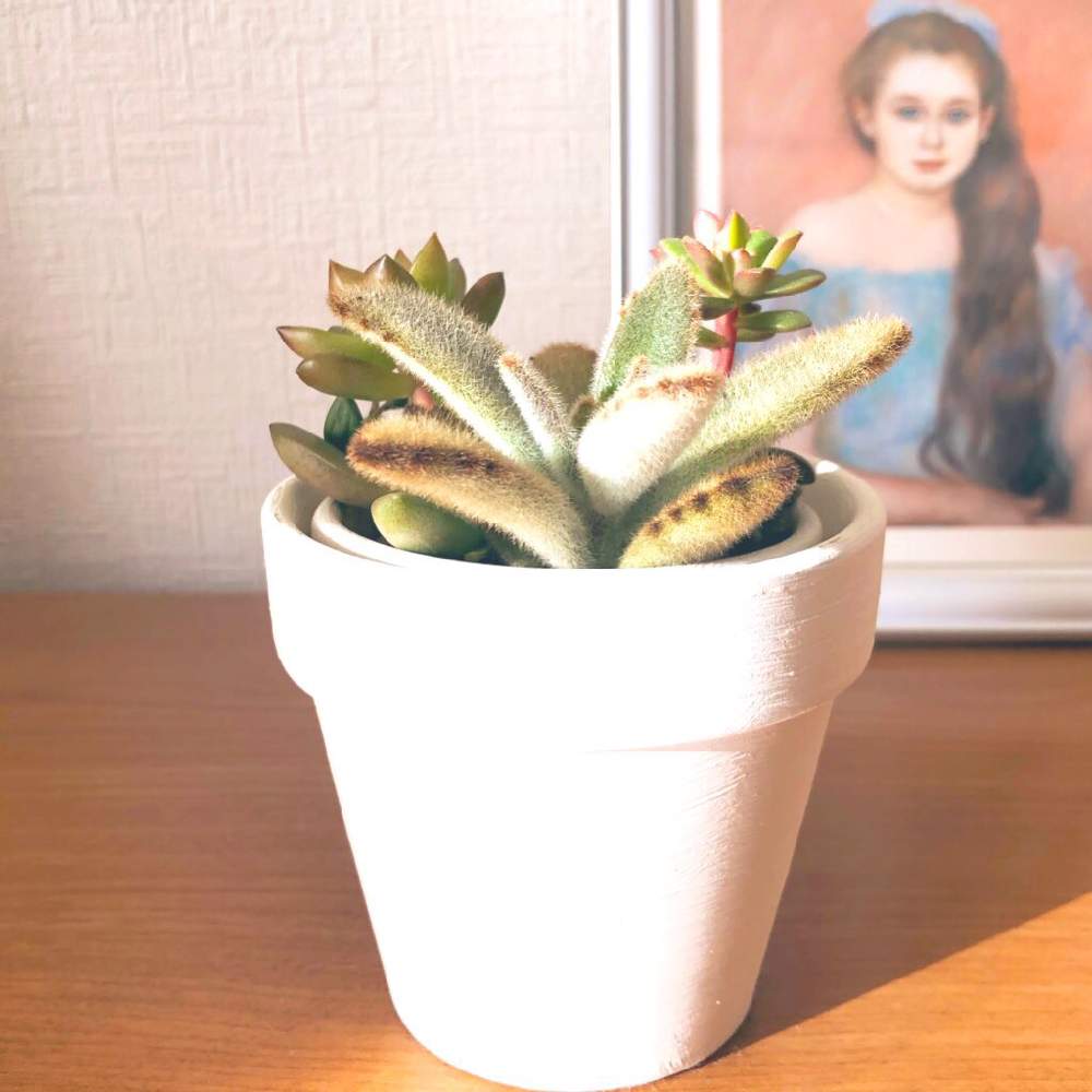 インテリアの画像 by うみさん | インテリアとゴールデンラビットと多肉植物ともけもけと寄せ植えとGS映えと多肉植物寄せ植えとGS日和と植中毒と緑のある暮らしと多肉女子とタニラーとカランコエ属