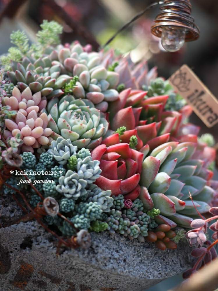 小さな庭の画像 by ✻カキノタネ✻さん | 小さな庭と『秋の紅葉多肉』フォトコンテストと多肉植物と癒される♡とikuraチャンコンクリ鉢と寄せ植えとjunkとikuraチャン寄せ植えと紅葉(こうよう)とミノムシ電球ピックと大好き♥️ともりもりと可愛い♡と特上多肉丼