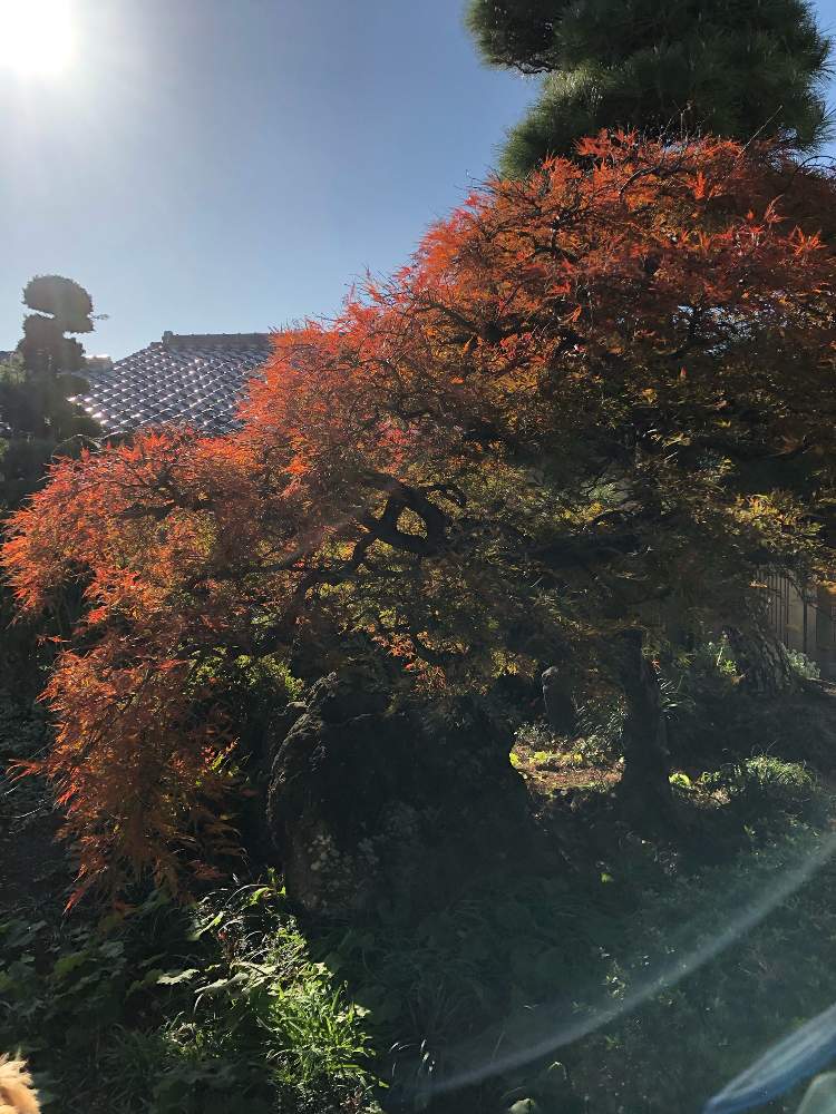 広い庭の画像 by あっきんさん | 広い庭とネコのいる暮らしとイヌのいる暮らしと緑のある暮らしと紅葉(こうよう)と花のある暮らしと緑のある生活