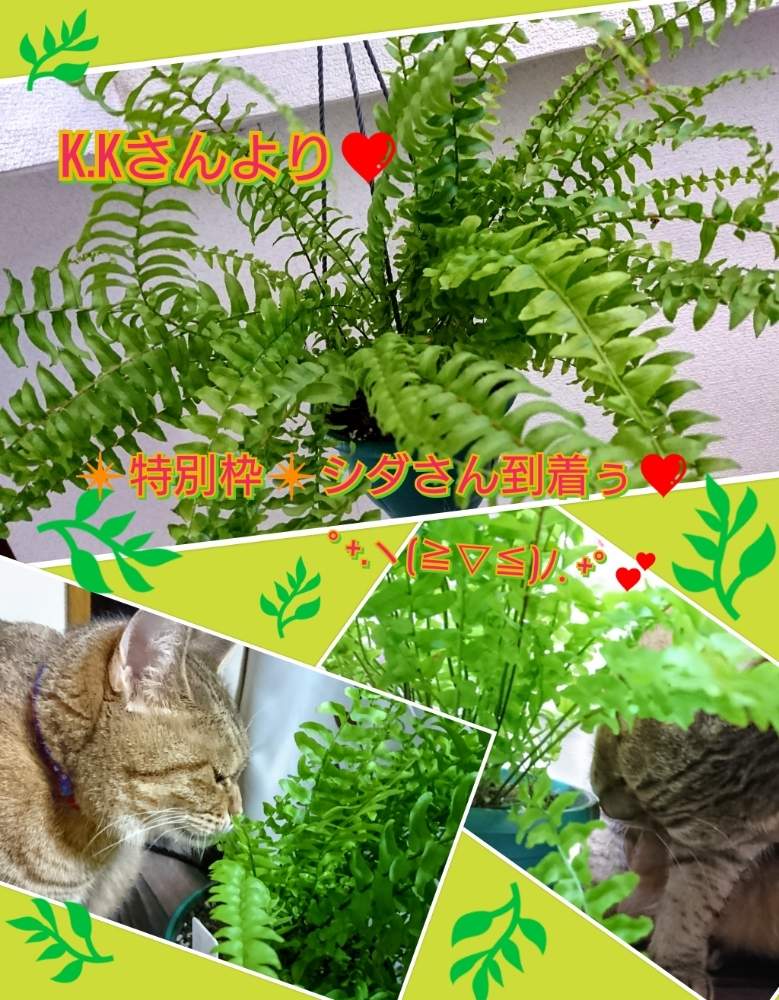 階段/廊下の画像 by のりっぺさん | 階段/廊下とシダと冬近し(^o^;)と当選しちゃった❤️と素敵な贈り物♥️とK.Kさんのシダさん♥️と朝晩…寒っ (((^^;)とも〰️秋かしら❤️とタニラーとドゥラちゃんと花のある暮らしとにゃんこの悪戯(^。^;)と多肉ちゃん初心者と楽しい園芸o(^o^)oとバルコニスト