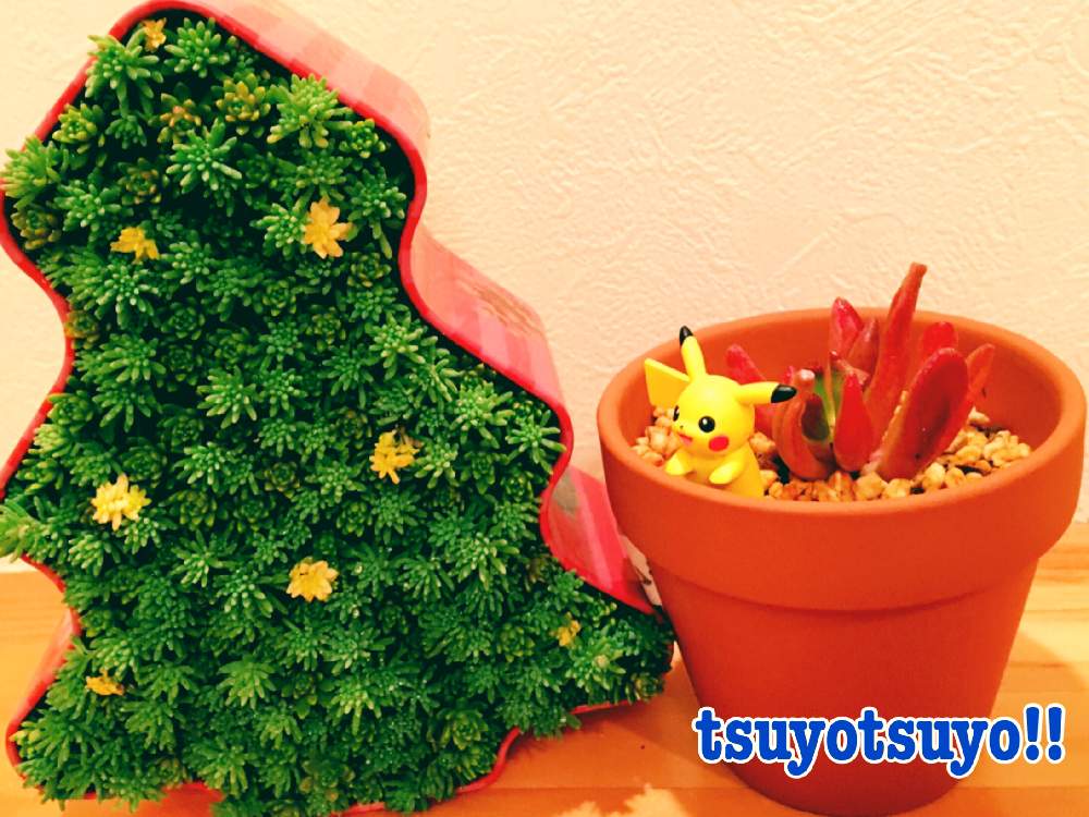 小さな庭の画像 by tsuyotsuyo!!さん | 小さな庭とゴーラムと多肉植物とミニ多肉と多肉植物 多肉の有るくらしと『秋の紅葉多肉』フォトコンテスト