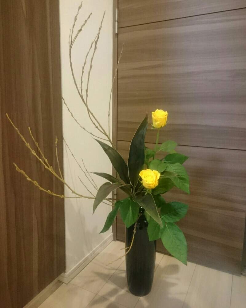 部屋の画像 by yk桜さん | 部屋とYouは植と植物のある暮らしと投げ入れとplantfreakと植物大好きと小原流と植中毒とドラセナカプチーノ*と瓶花と黄色のバラとこうり柳と花のある暮らしと生け花と緑と暮らす