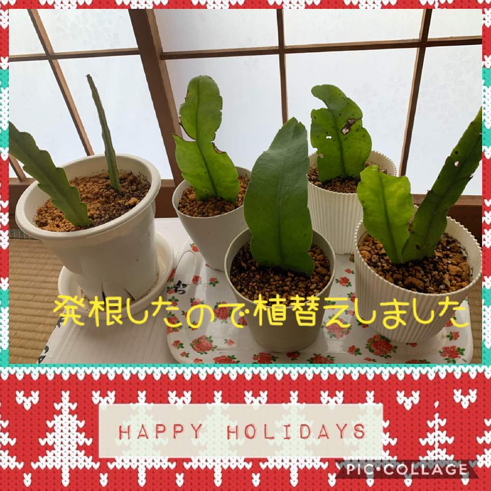 和室の画像 by まちこ姉さんさん | 和室と寒さに負けないとサボテン科と冬越しと花のある暮らしと花友達