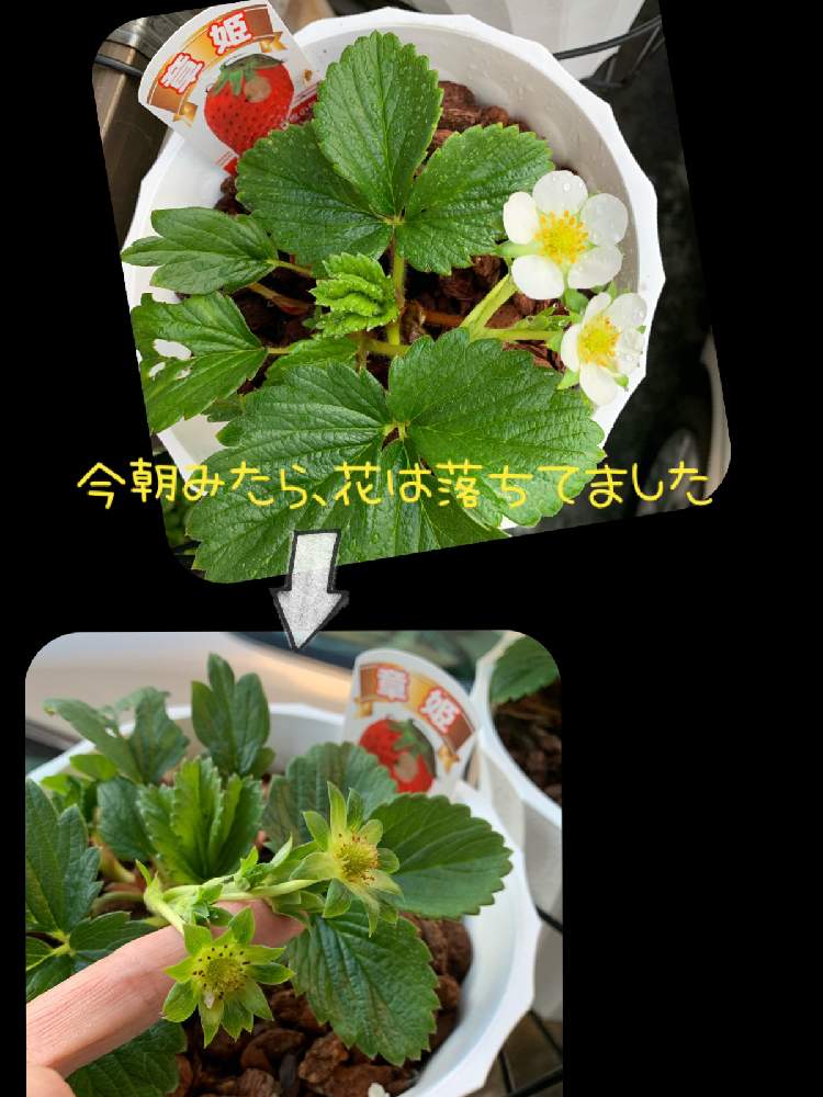 バルコニー/ベランダの画像 by まちこ姉さんさん | バルコニー/ベランダと寒さに負けないと好きな花と苺 章姫と冬越しとお気に入りと花のある暮らし