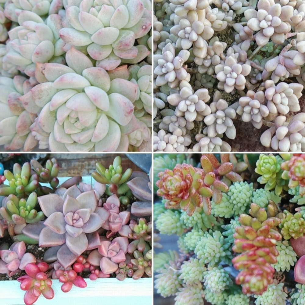 広い庭の画像 by smilehappynaturalさん | 広い庭と『秋の紅葉多肉』フォトコンテストと多肉植物と北部九州多肉の会とGS映えとナチュラルガーデンとGS日和とno green no lifeと緑のある暮らしとnaturalgardenと多肉好きな人と繋がりたいと多肉女子と庭のある暮らしとF29会とタニラーとjunkgardenとガーデニングと花のある暮らしと多肉寄せ植え