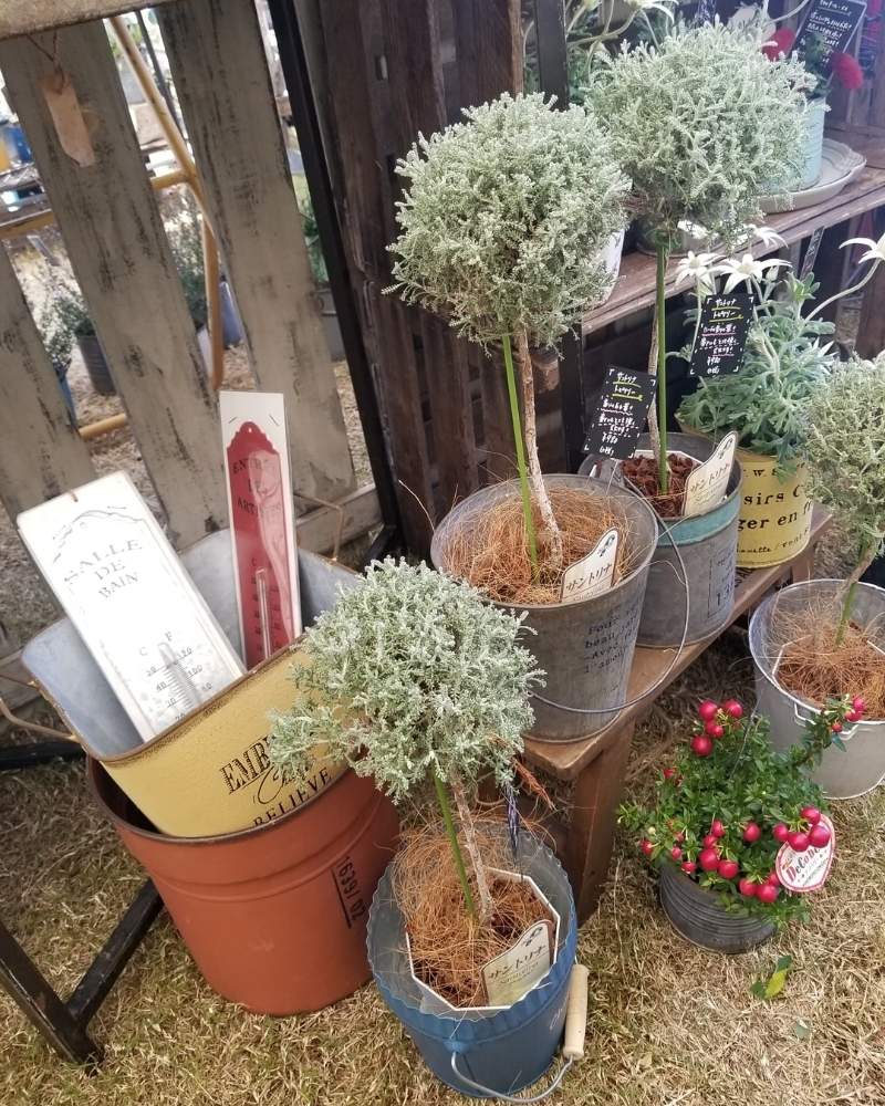小さな庭の画像 by toujours jardin,fukitei(トゥージュール ジャルダン フウキテイ)さん | 小さな庭とサントリナと岡山市と福山とガーデン雑貨と福山市と富山支部とサントリナ。と岡山と雑貨と植物好きに俺はなると広島と花のある暮らし
