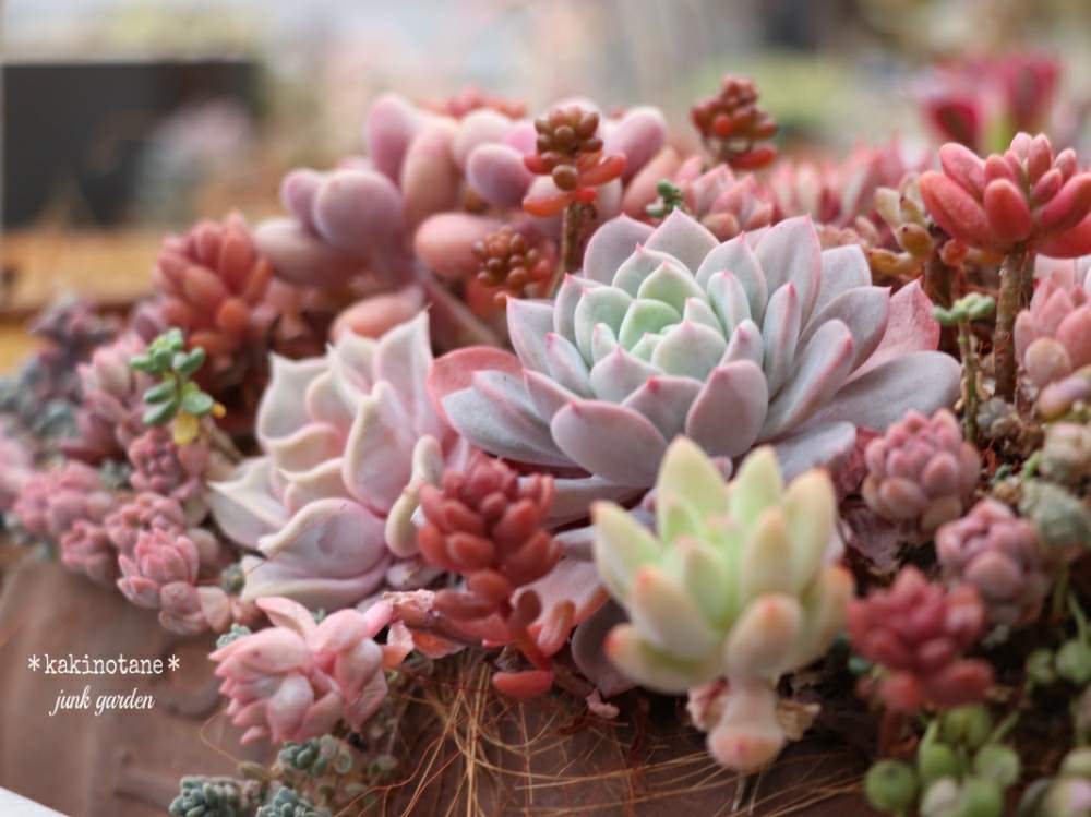 小さな庭の画像 by ✻カキノタネ✻さん | 小さな庭と『秋の紅葉多肉』フォトコンテストと多肉植物と癒される♡とありがとう❤️と寄せ植えとまりチャン寄せ植え♡と紅葉(こうよう)と大好き♥️ともりもりと可愛い♡