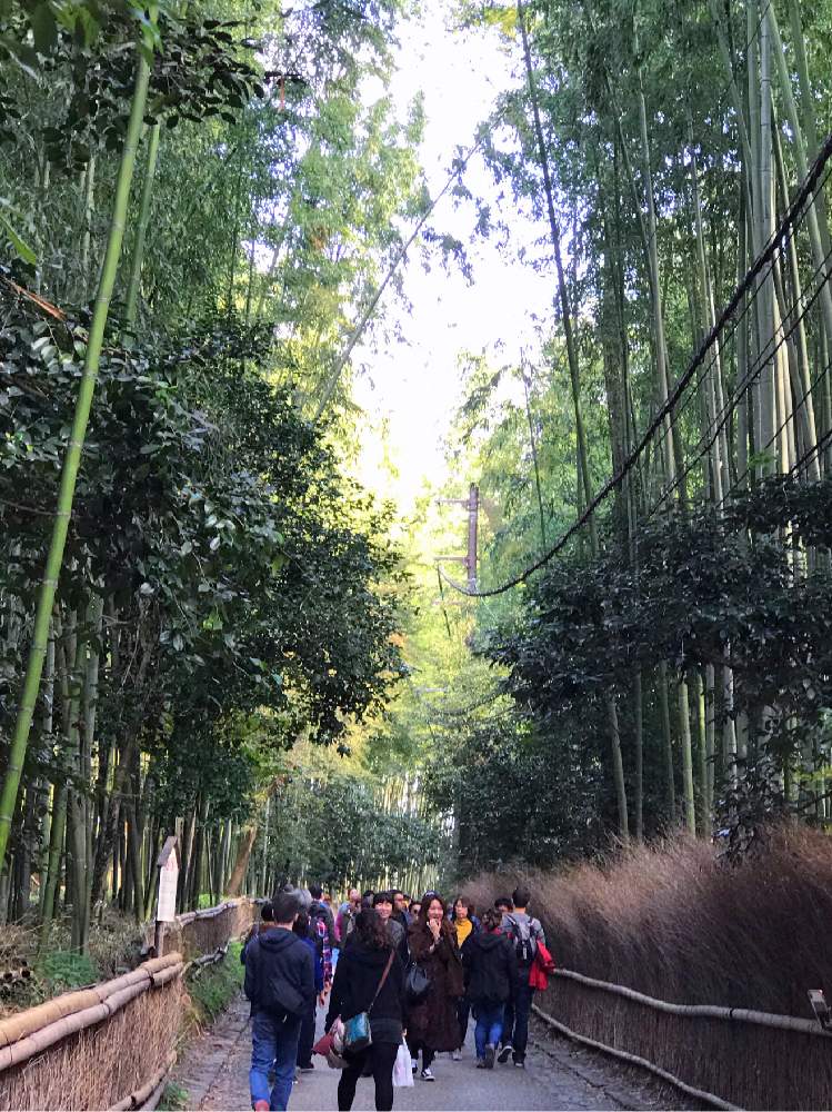 お出かけ先の画像 by チャーさん | お出かけ先とチャーさんのリポートと秋を感じると京都の風物詩と竹林と季節の 便りと秋の姿とチャーさんの 里山歩きと「孟宗竹」と里山歩きと秋色と京都
