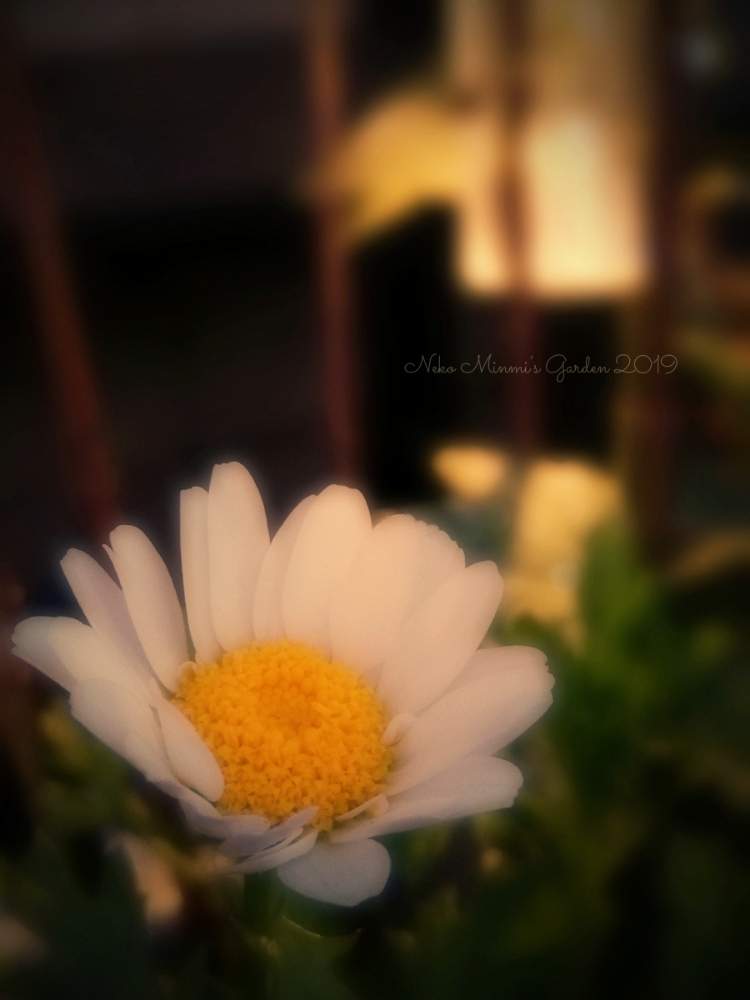 広い庭の画像 by 猫みんみさん | 広い庭とノースポールとみどりのある暮らしと植物のある暮らしと今日のお花とガーデニング初心者と夜の園芸と花のある暮らしとかわいい