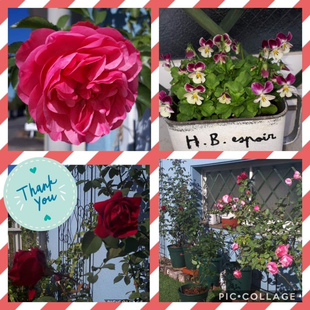 アプローチの画像 by Tomoさん | アプローチと情熱のレッドとストロベリーマカロン薔薇とロザリアン見習いとクリスティアーナ バラとピンク❤︎ピンクと薔薇レイニーブルーと植中毒とブルームーン♡と憧れの薔薇とガーデニング初心者と雑貨大好き❤とバラ パレードと花のある暮らしとレディ エマハミルトンとたくさんの花が咲く庭にしたい。といいね♥ありがとうございます✨とチーム福岡と小花が好きとバラ オデッセイア