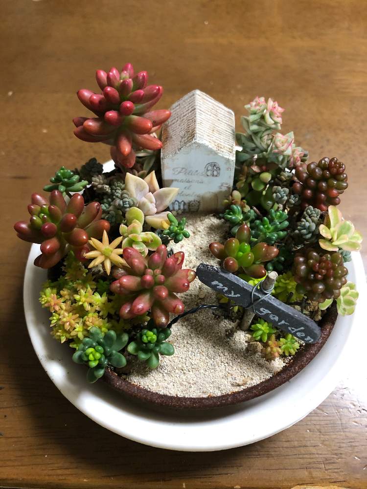 バルコニー/ベランダの画像 by ひろりんさん | バルコニー/ベランダと多肉植物の寄植えと多肉植物と手のひらガーデンと寄せ植えの仕立て直しとくるみさんの箱庭