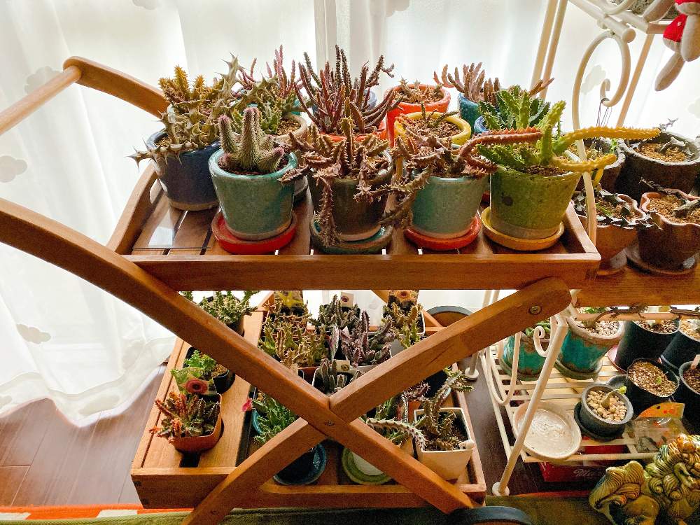 部屋の画像 by つくしさん | 部屋とガガイモと多肉植物とガガ様と植物のある暮らしと気になるとヒヤミカチ首里城!とお気に入りの場所と過酷な環境でも育つと植中毒とガガ様愛好会とお気に入りたちと面白いと好きな場所とタニラーと成長記録と珍奇植物と暴れ多肉と我が家の植物紹介と室内管理と奇妙とGS植物うちなーぐち会