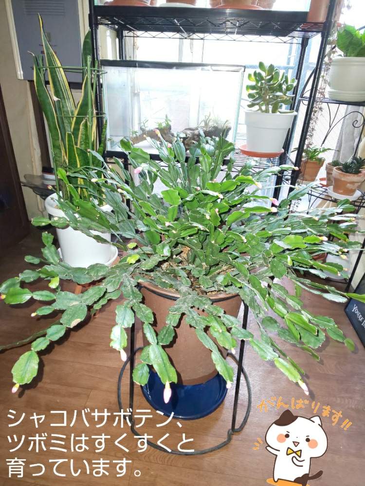 部屋の画像 by チョウさんさん | 部屋とwow!!!と何でやねん!と勝手気ままにベランダ~とGS映えとGS日和と恋をしましょう!と植中毒とHappyな気分と食わず嫌い?とタニラーと何となく幸せ!と珍奇植物と花とジジイ!と花のある暮らしとGREEN UP!とプラスチックスマートとバルコニスト