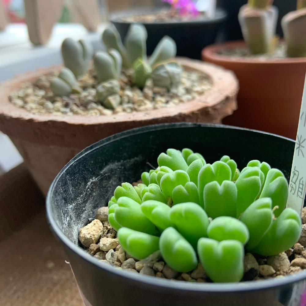 窓辺の画像 by バスケットさん | 窓辺と小米雛と多肉植物初心者と多肉植物と植物のある暮らしとメセンとしぞーか勢と多肉植物のある暮らしとコノフィツム属と多肉女子とタニラーと鉢植えとかわいいな♡と静岡とGREEN UP!と静岡県とiPhone撮影