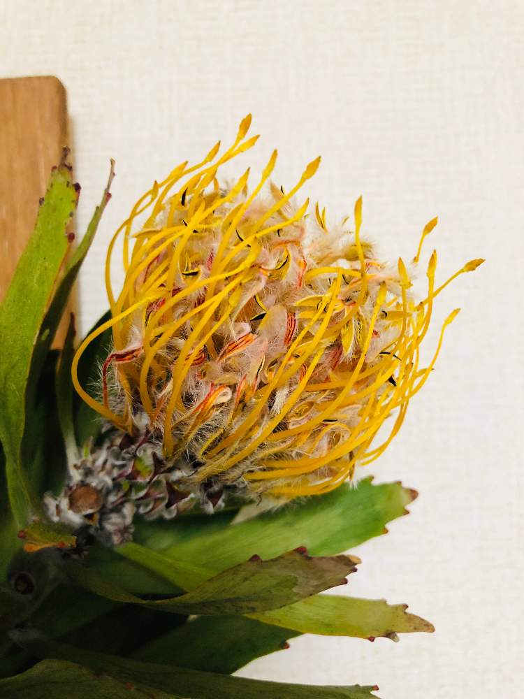 玄関の画像 by TOMOさん | 玄関と多肉植物とベランダーとno green no lifeと千葉県