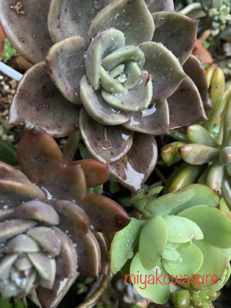 小さな庭の画像 by 都忘れさん | 小さな庭と植中毒と今日の1枚と多肉 バイネシーとバイネシー❤︎