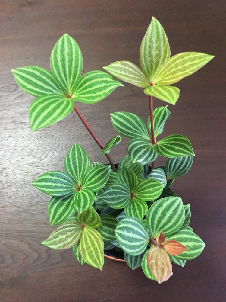 部屋の画像 by moco&peaceさん | 部屋と☆ペペロミア プテオラータと観葉植物とお気に入り♡とペペロミア属と花のある暮らしとiPhone撮影
