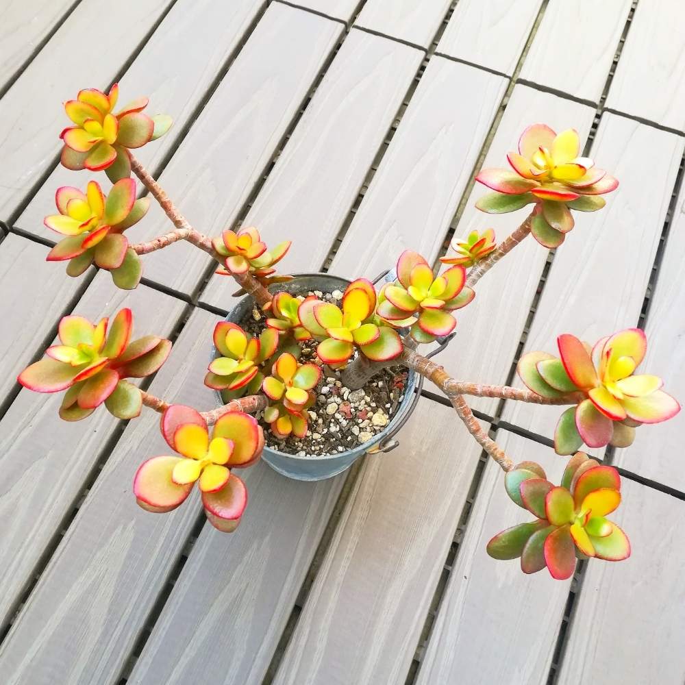 バルコニー/ベランダの画像 by VERANDAR JUNさん | バルコニー/ベランダと多肉植物と紅葉する多肉と『秋の紅葉多肉』フォトコンテスト