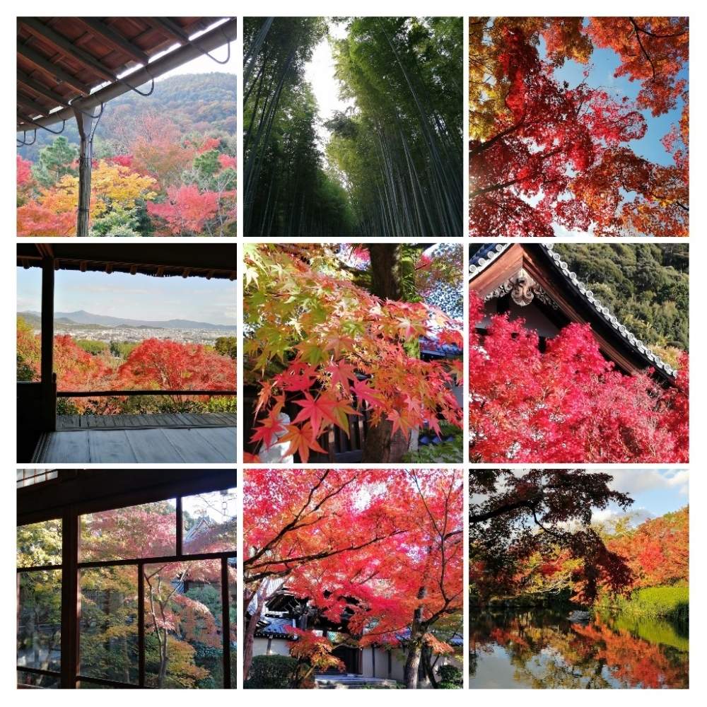 お出かけ先の画像 by かんすみさん | お出かけ先ともみじ(紅葉)とキュンキュン乙女倶楽部と秋の京都とキュンキュン乙女倶楽部No.259としぞーか勢と花のある暮らしと青空の下