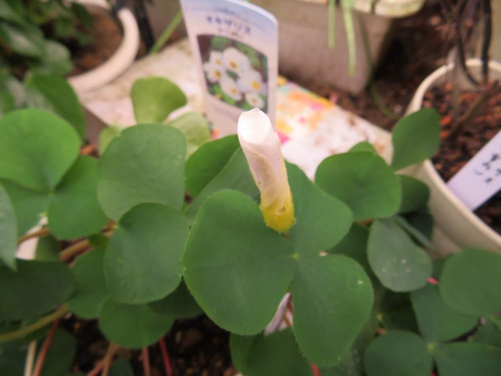 小さな庭の画像 by ゆーちゃんさん | 小さな庭とオキザリス ホワイトとお庭の植物と花のある暮らしと オキザリスと千葉県