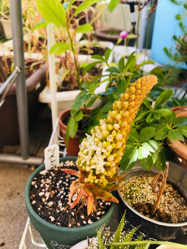玄関の画像 by サリ吉 さん | 玄関とツメレンゲとツメレンゲの花。と多肉植物と成長記録と花のある暮らし