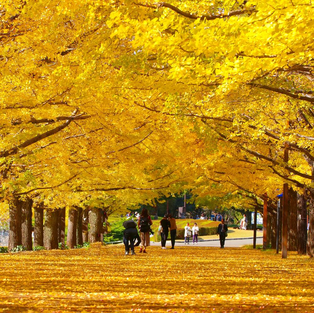 お出かけ先の画像 by おはぎさん | お出かけ先と昭和記念公園と癒しとおさんぽと銀杏並木♡と癒され風景と紅葉狩りと花のある暮らしとあきとやっぱり花が好き♡とボタニカルスポット2019秋