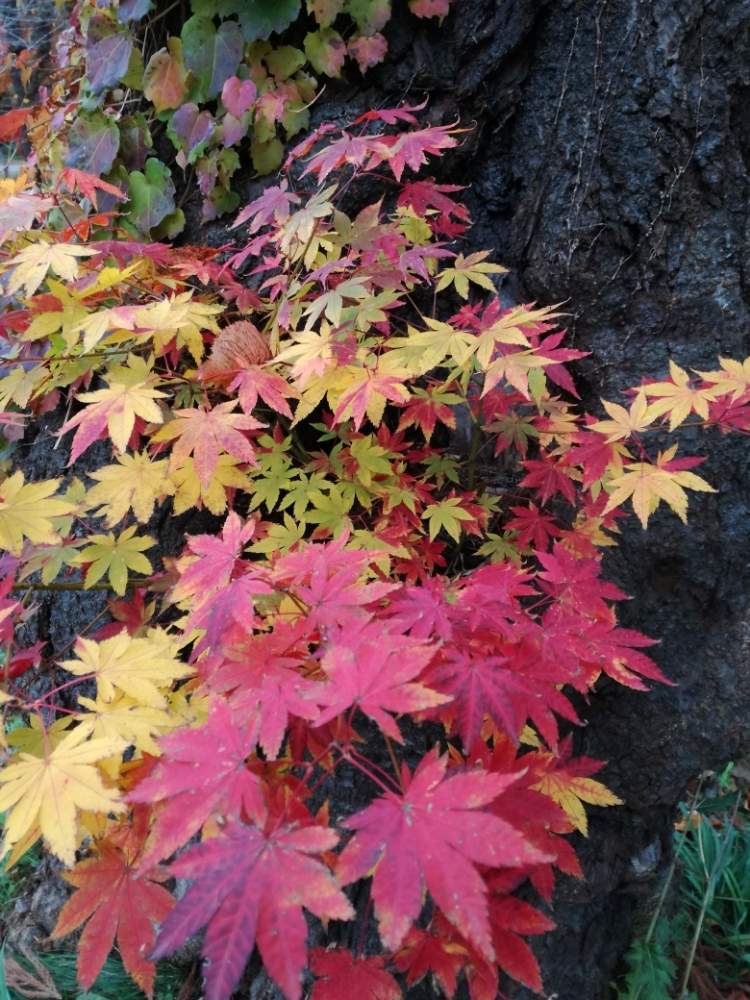 の画像 by ぽんさん | 青森と紅葉(こうよう)とバラと夢CLUB