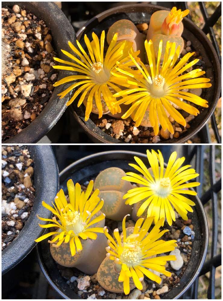 の画像 by ぽむさん | リトープスと愛称しばちゃんずと多肉植物と多肉の花と黄色い花と多肉のある暮らし