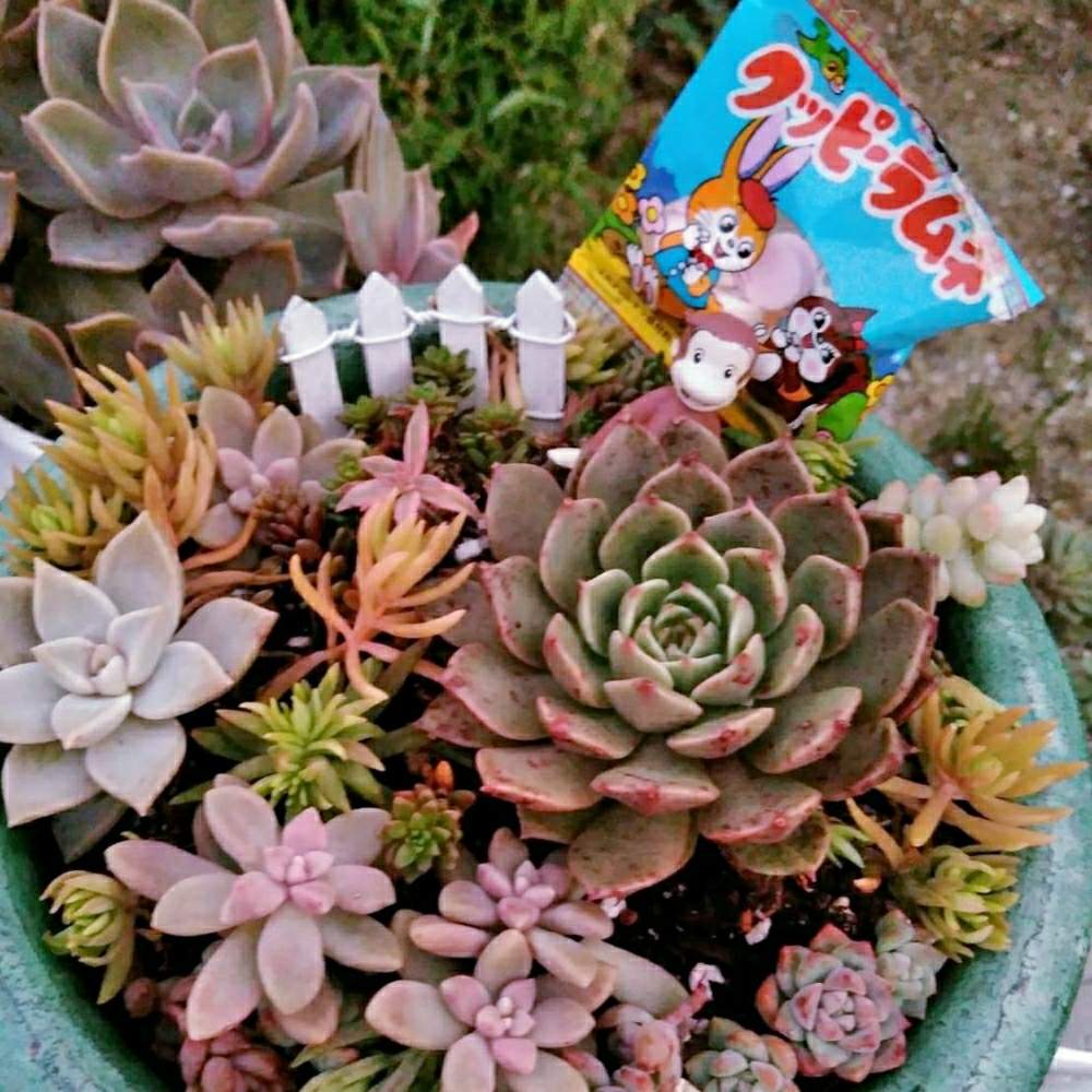 の画像 by 華ちゃんさん | 多肉植物といやされると多肉女子と懐かしのお菓子シリーズと多肉寄せ植えとガチャガチャ