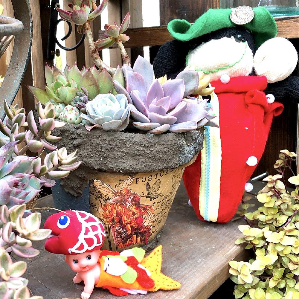 小さな庭の画像 by ❤︎15さん | 小さな庭と多肉植物とほーちゃんの素敵便とわが家の多肉スペースとほーちゃんのソクモンとGS映えと植中毒と可愛いがぁ❤︎とバラと夢CLUBとリメ鉢と多肉2016同期と多肉女子とタニラーと花の16年組♡と多肉小屋❤︎と花も多肉も好き