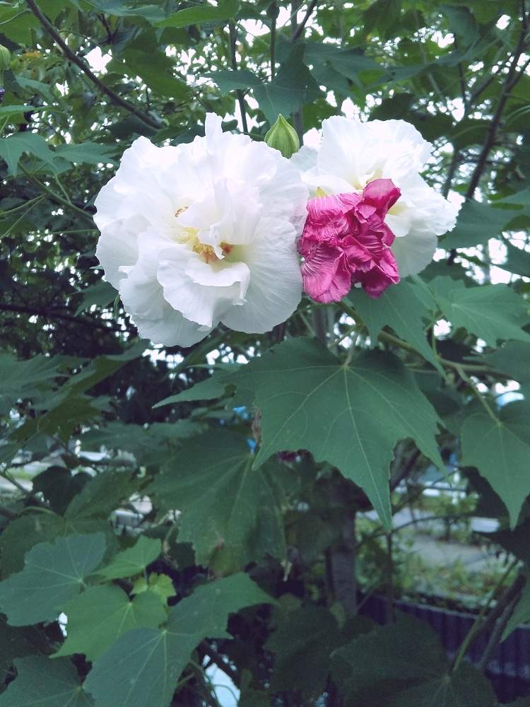 の画像 by マハローさん | 本日のクイズ❗️