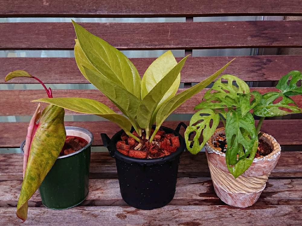 バルコニー/ベランダの画像 by botanicallifeさん | バルコニー/ベランダとマドカズラとアンスリウム キングオブキングスとフィロデンドロン ペインテッドレディと観葉植物とお買い物とヤフオクとbota's アンスとプラントハント収穫記録2019