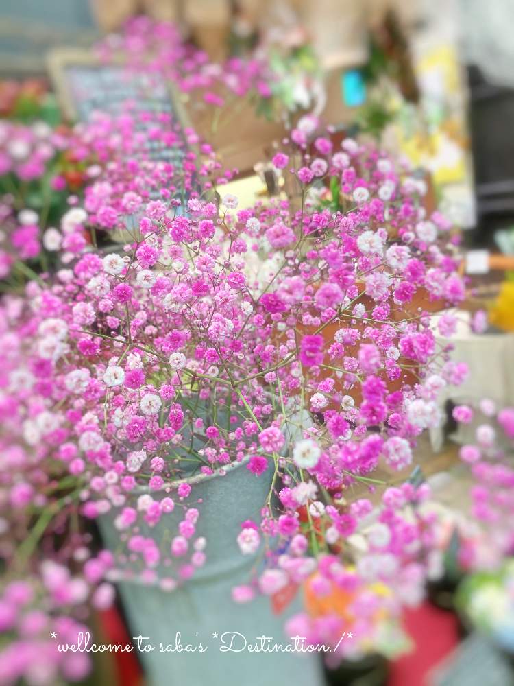 お出かけ先の画像 by さば*さん | お出かけ先とありがとう❤️とno green no lifeとGSに感謝。と花屋と花のある暮らしとソメカスミ