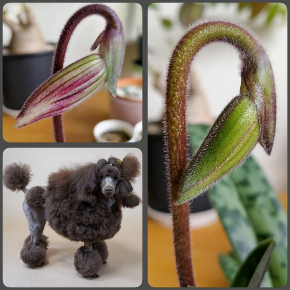 部屋の画像 by woodAppleさん | 部屋とPaph.tonsumとPaph.thailandense var.coloratumと洋蘭とPaph.callosum var.sublaeveとタイランデンセとトンサムと犬のいる暮らしと洋蘭原種とパフィオペディラム原種