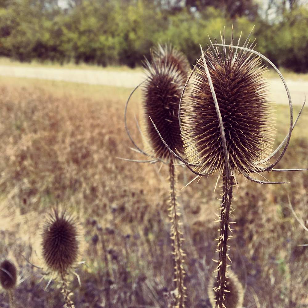 お出かけ先の画像 by DDKさん | お出かけ先とチーゼルとディプサクス・フロヌム(Dipsacus satives)とドイツと野草と散歩と花のある暮らしとお散歩と海外暮らしとワンコの散歩