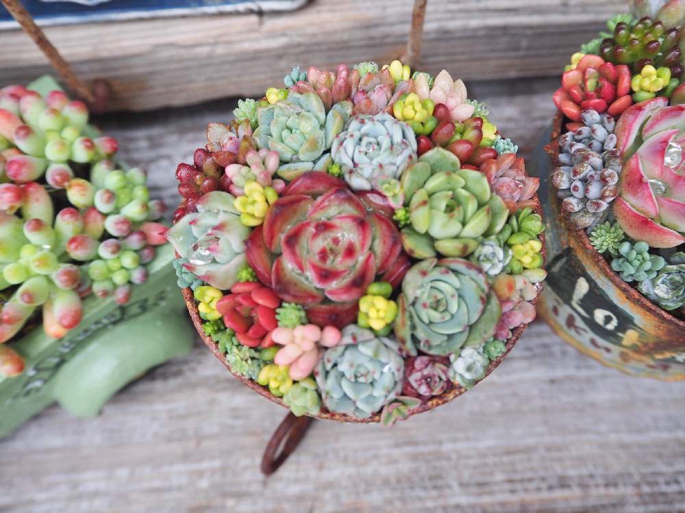 小さな庭の画像 by ikuraさん | 小さな庭と『秋の紅葉多肉』フォトコンテストと多肉植物と多肉小屋とお気に入りと寄せ植えともりもり多肉とお箸で多肉とGS映えと多肉女子とmaiチャン猫脚缶と韓国苗と秘密基地とジャンクガーデンとbizarre苗