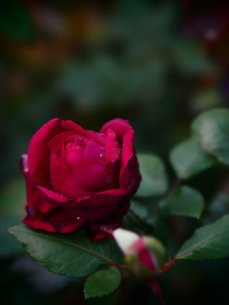 小さな庭の画像 by あおねこさん | 小さな庭とバラとバラ はいからと薔薇愛同盟