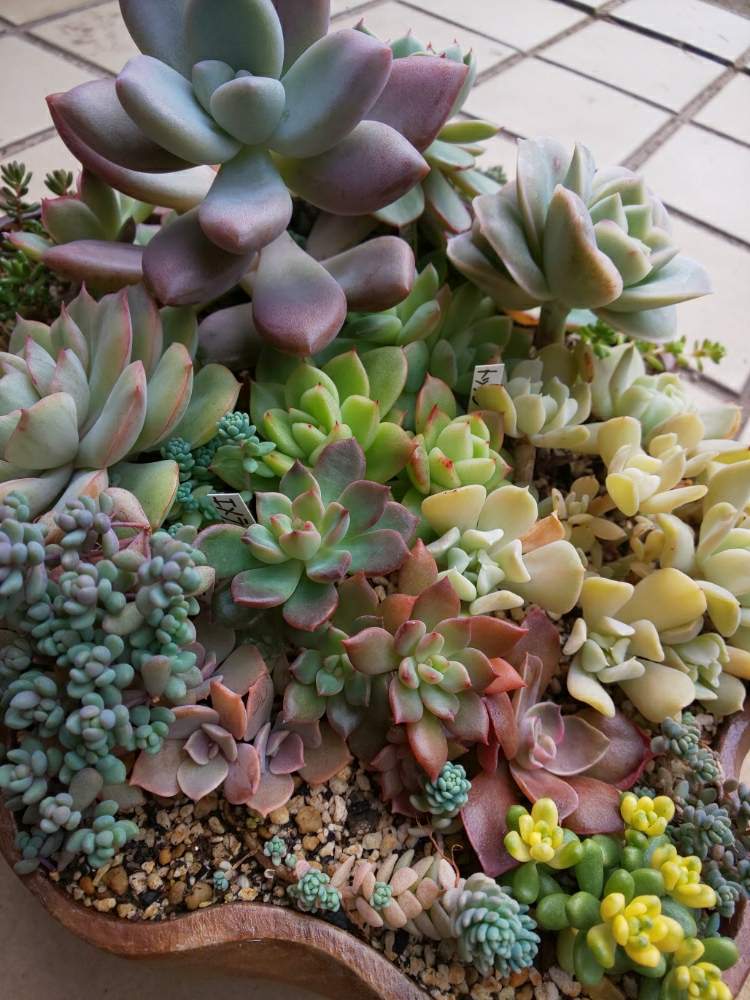 棚の画像 by たっちんさん | 棚と多肉植物 寄せ植えと多肉植物と寄せ植えと冬の寄せ植えフォトコンテストと多肉のある暮らしと多肉ラボ©と多肉ラボ©についてと花のある暮らし