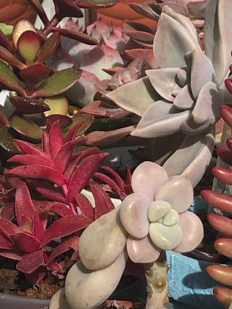 の画像 by レイジュさん | 月下牡丹とレイジュまとめと『秋の紅葉多肉』フォトコンテストと多肉植物と多肉女子とタニラーと成長記録と多肉初心者