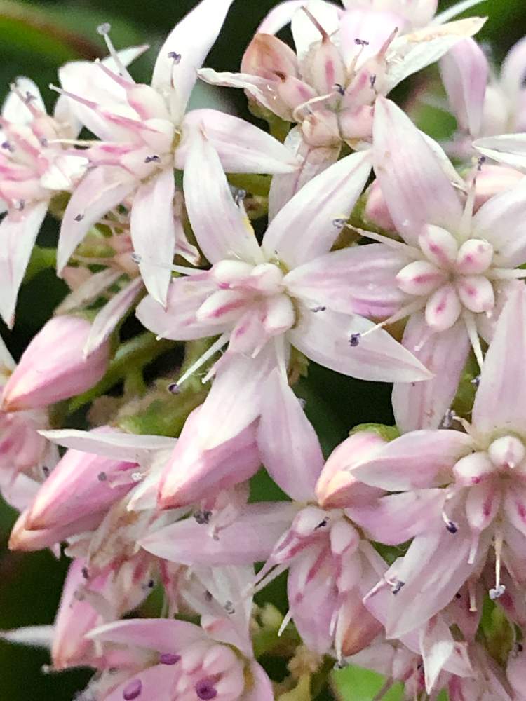 の画像 by ぽ〜め〜ままさん | カネノナルキと金のなる木の花と皆様にありがとう♡と♡優しさに感謝♡と( >д<)、;´.・ ィクシッと:;(さ∩´﹏`∩む);:と❁。.:*・゚(∩´︶`∩)゚・*:.。❁と♡ 爽やか ♡とʕ·͡·̫͖ʕ⁎̯͡⁎ʔ༄冬?とダイスキ♡( 〃 ❛ᴗ❛ 〃 )♡と♡ 綺麗 ♡と✧︎iPhone8撮影✧︎とだ〜い好き⁂と諒音!頑張って!!と♡私の癒しと花のある暮らしと✩.*˚願い☆。.:*・゜と❤️ 感謝 ❤️とお願いします(>人<;)と♡美しい♡