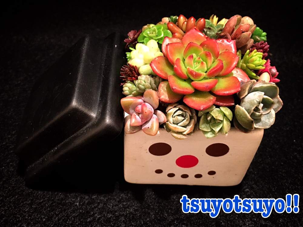 小さな庭の画像 by tsuyotsuyo!!さん | 小さな庭と レディジアと多肉植物とミニ多肉と多肉植物 多肉の有るくらし