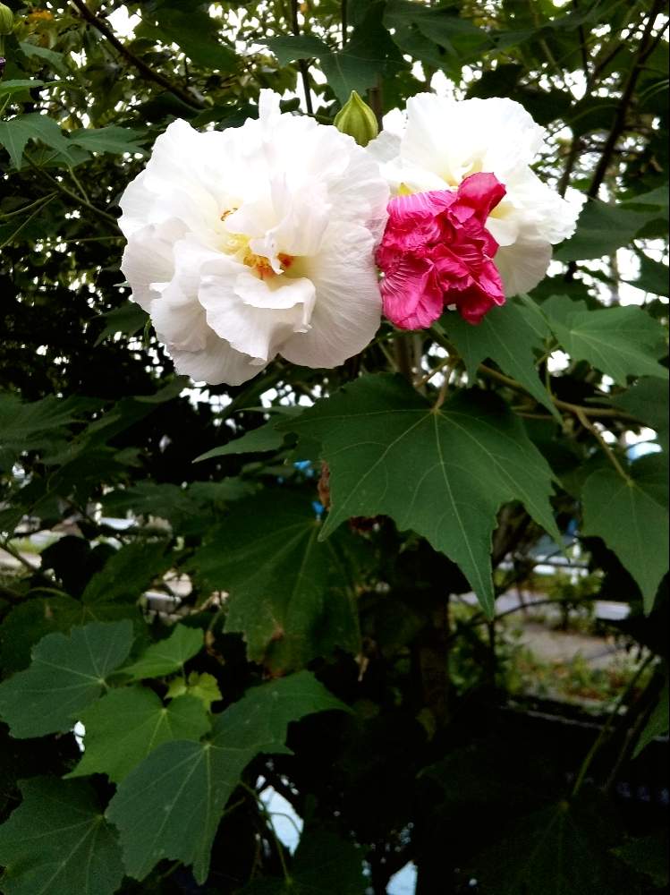 の画像 by マハローさん | 酔芙蓉(すいふよう)と本日のクイズ❗️