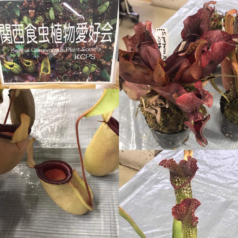 お出かけ先の画像 by 必勝社さん | お出かけ先とサラセニア 種類不明とサラセニア属と植物男子と食虫植物とネペンテス属とサラセニア原種と食虫植物のある暮らしとGS映えとGS日和と植中毒と今日の一枚と食虫植物・ウツボカズラと関西食虫植物愛好会とサラセニアと珍奇植物と珍しい植物と花のある暮らしと食虫植物 サラセニアとアウトドアリビングとサラセニア科と食虫植物広め隊