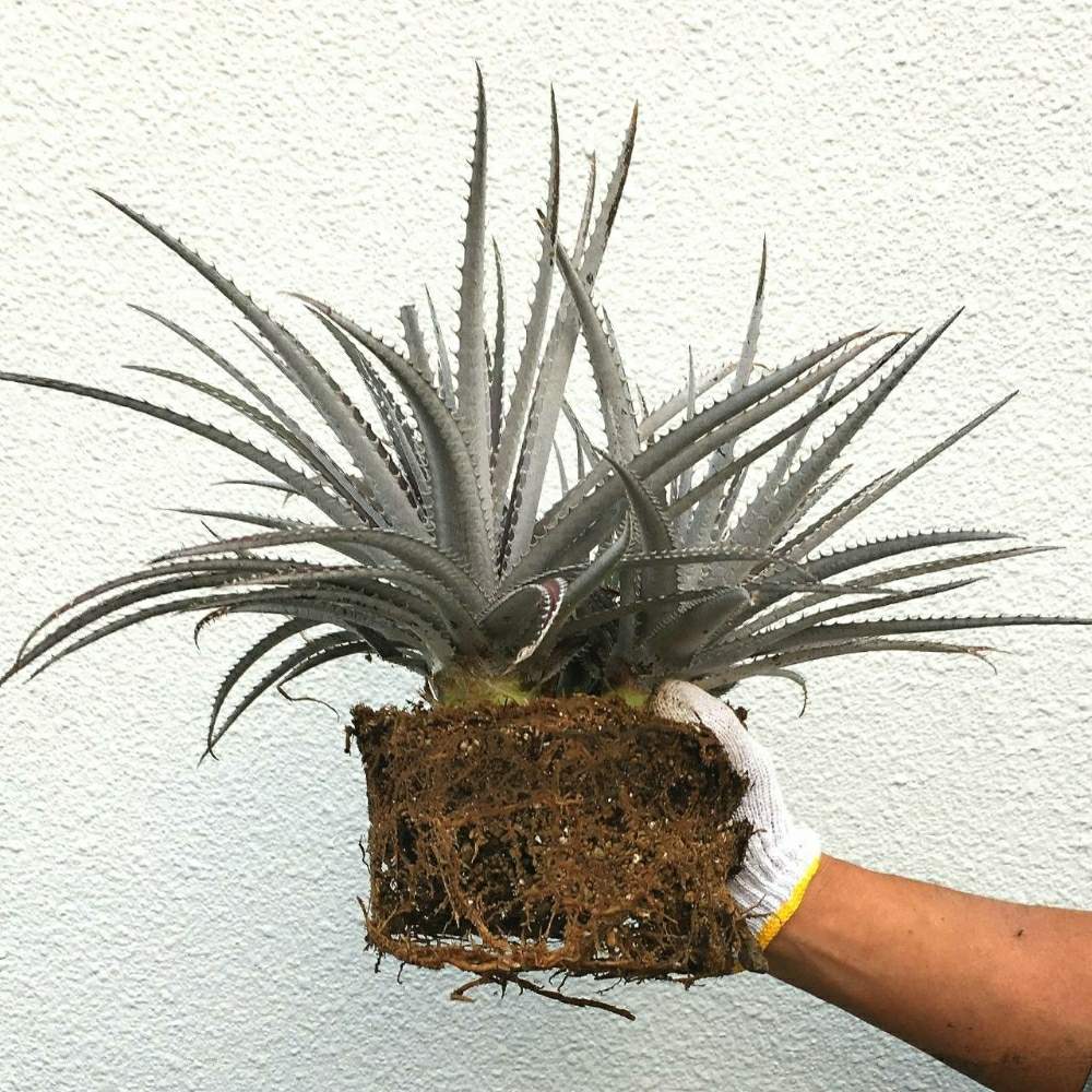 小さな庭の画像 by m.さん | 小さな庭とディッキア.とディッキア 交配種とDyckia hybと多肉植物と多肉男子とサボテン科とディッキアと素焼き鉢と簡易温室と植え替え大好きと多肉女子と花咲じじいと花のある暮らしとGREEN UP!とDyckia